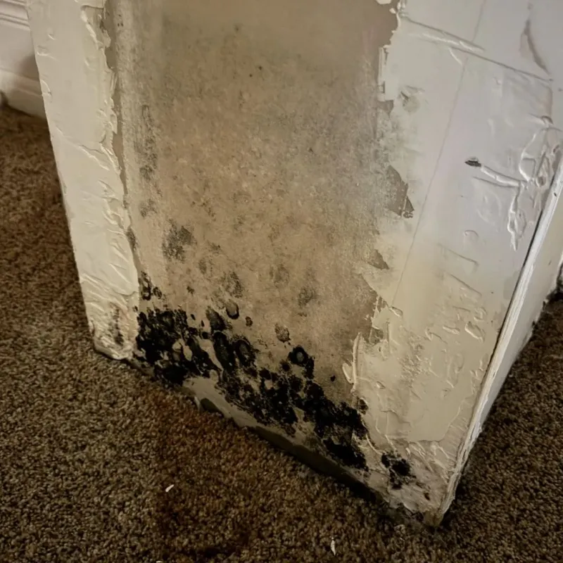 Professional Mold Removal in Laconia, NH